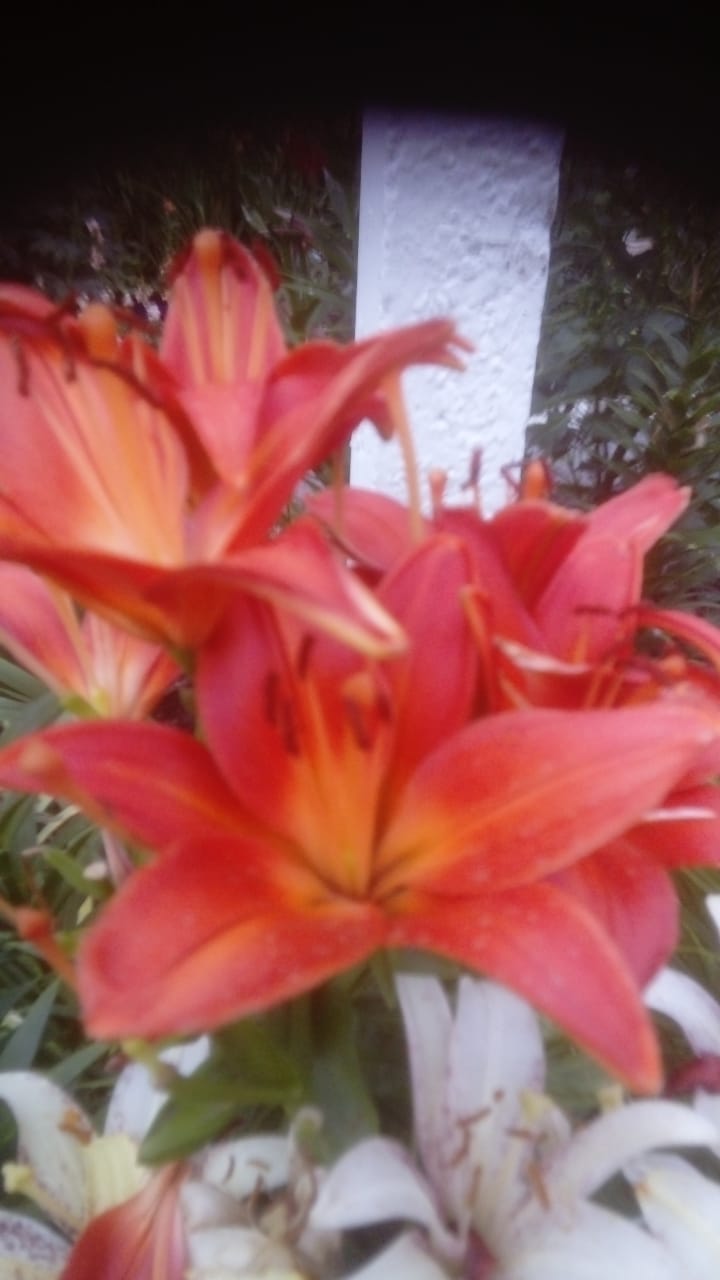 foto 04 12 2020 14 02 17