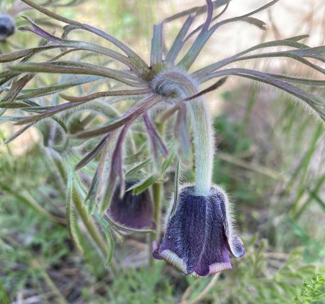 photo 24 04 2025 19
